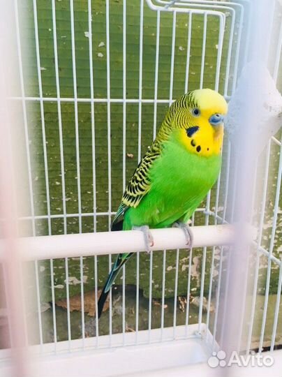 Попугаи и канарейки