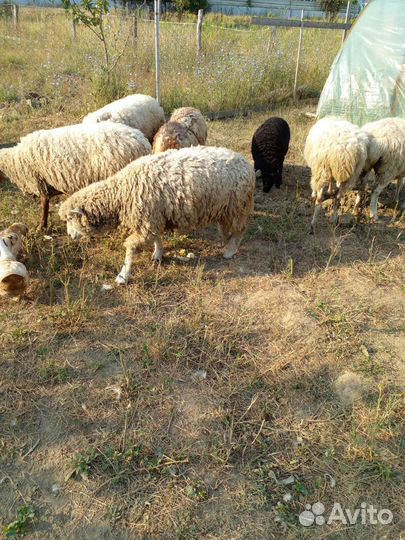 Овцы на мясо на развод
