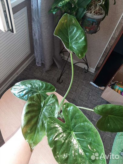 Комнатные растения