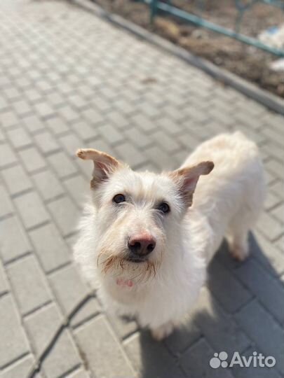 Лея ищет дом