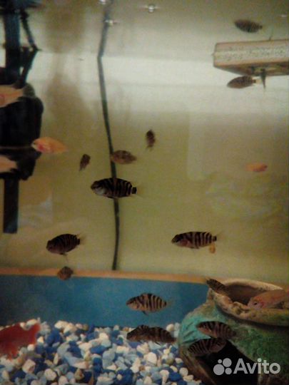Аквариумные рыбки