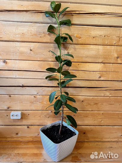 Фикус каучуконосный