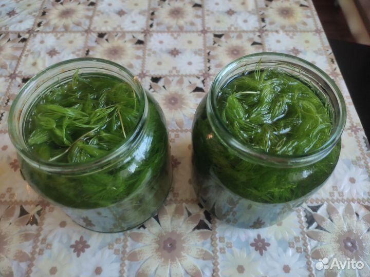 Водоросли для аквариума