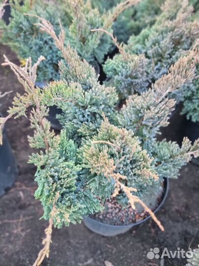 Можжевельник Холгер горизонтальный голубой