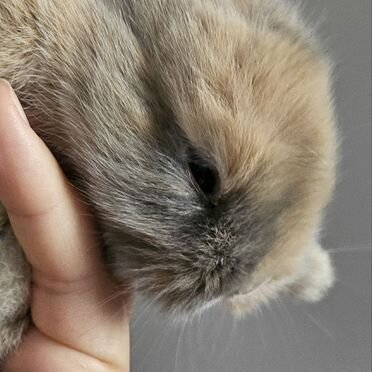 Декоративные карликовые кролики