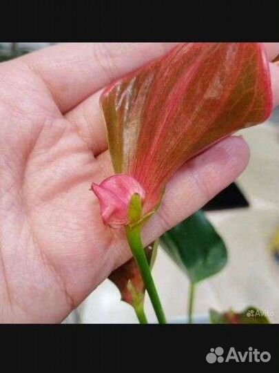 Антуриум Матата