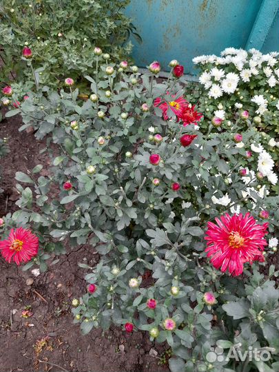 Цветы хризантемы, розы