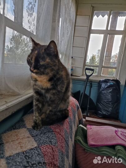 Кошка в добрые руки