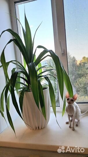 Панданус пальма