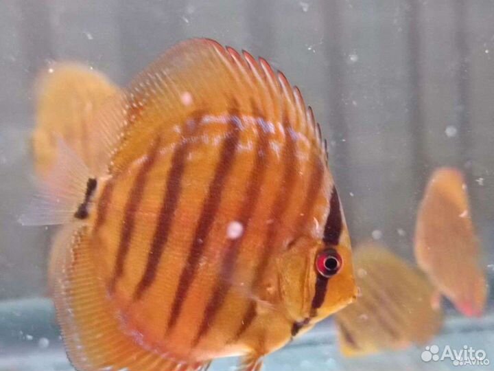 Подростки дискусов