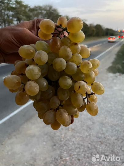 Виноград