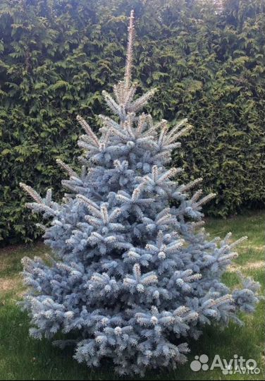 Ель голубая