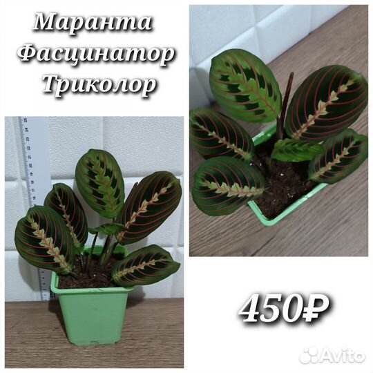 Комнатные растения