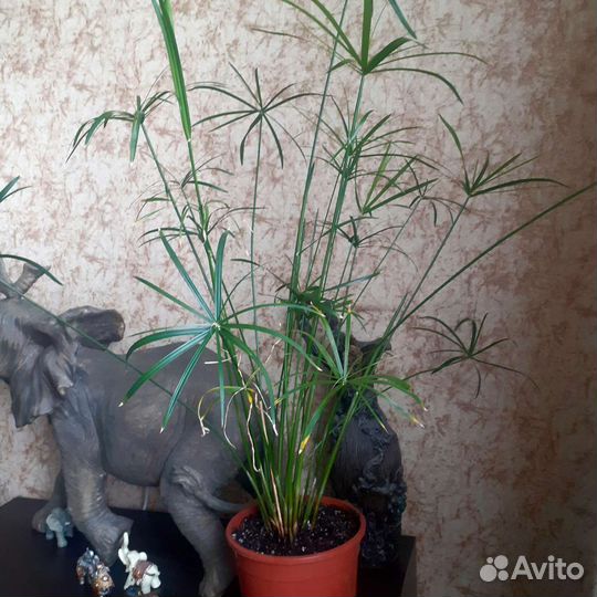 Комнатные растения цветы