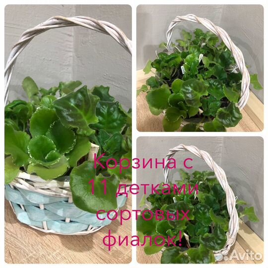 Сортовые фиалки в корзине