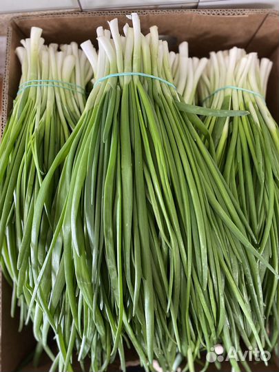 Лук Зелень