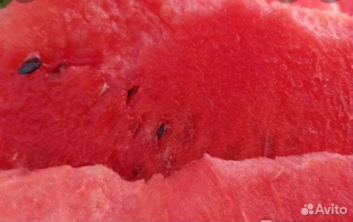 Арбузы Оптом