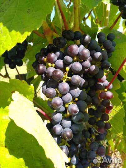 Продаю саженцы винограда