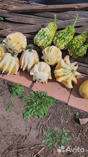 Тыква декоративная