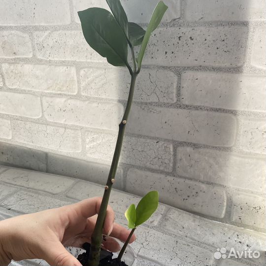 Сортовые цветы