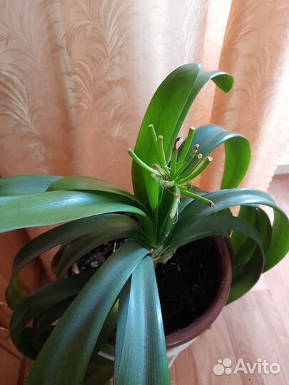 Кливия, взрослое растение