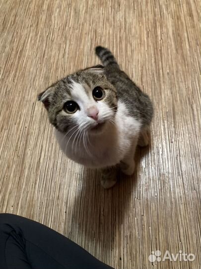 Котики бесплатно