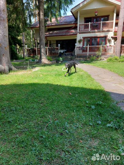 Услуги кинолога с выездом спб и область