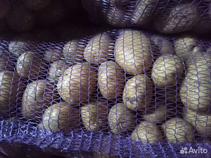 Продам картофель боровичок