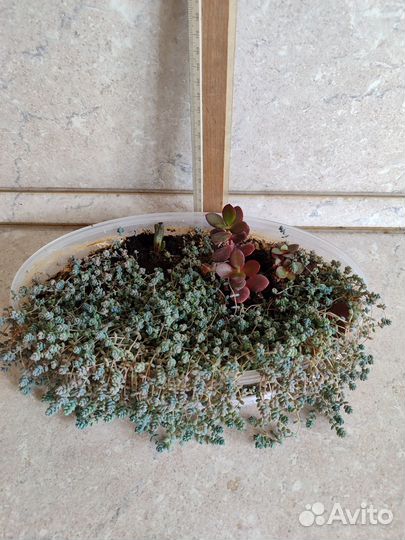 Комнатные растения