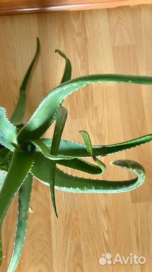 Алоэ вера растение