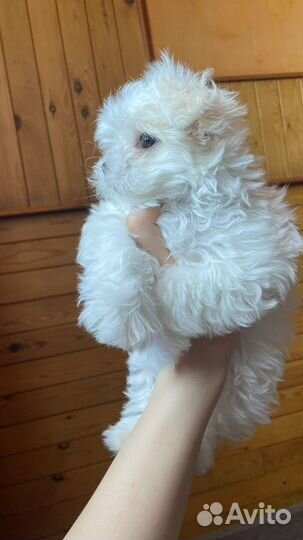 Мальтийская болонка мини мальтезе