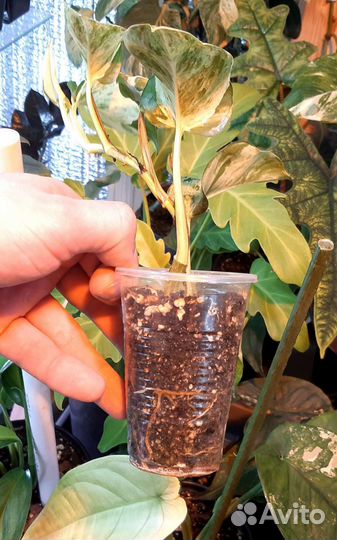 Эпипремнум Хеппи Лиф