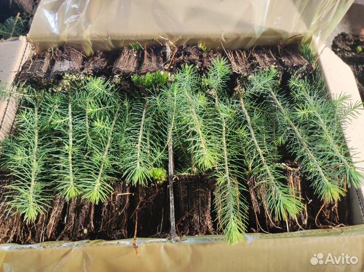 Сеянцы ели европейской зкс от производителя