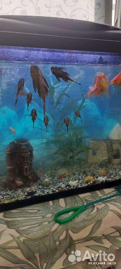 Сомики анциструсы