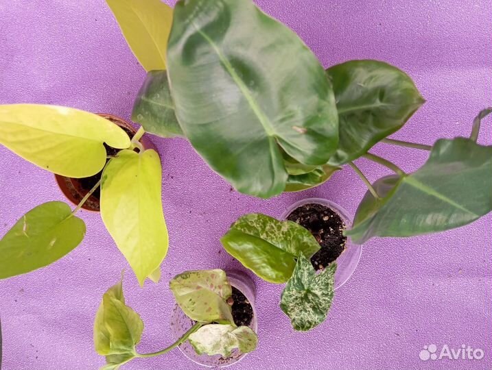 Наборы комнатных растений