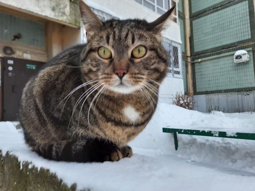 Выброшенная кошечка ищет дом