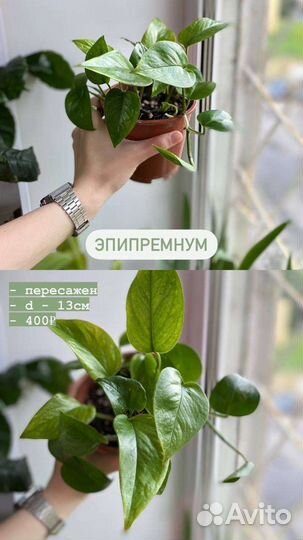 Эпипремнум золотистый (ауреум)