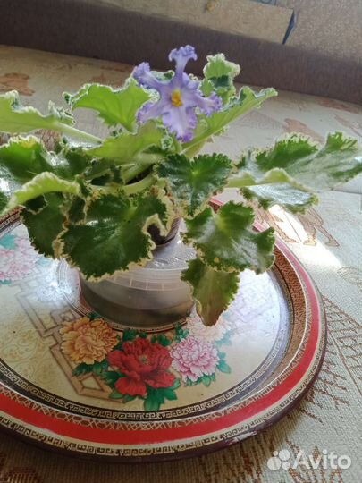 Сортовые Фиалки