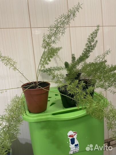 Комнатные цветы аспарагус