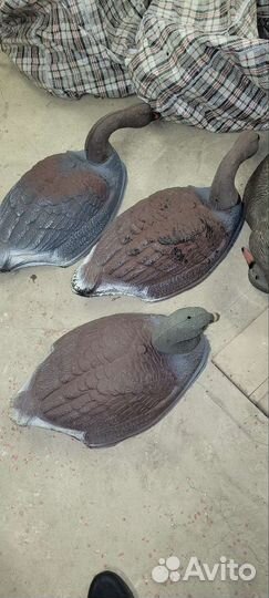 Чечела уток, гусей 20 шт., вороны 3 шт, махокрыл