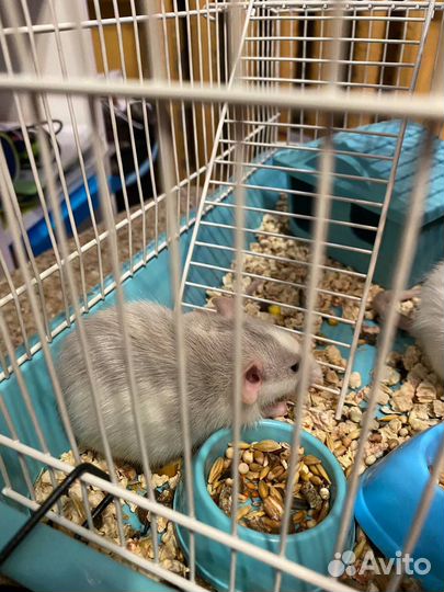 Крыса дамбо