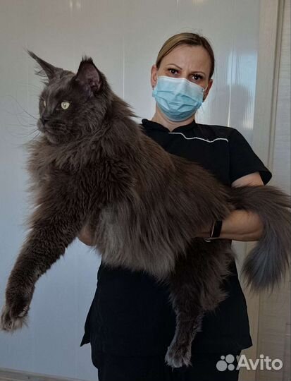 Груминг (комплекс для кошек и собак)