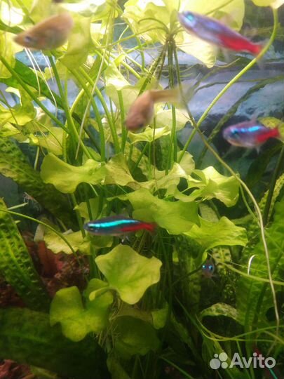 Растение для аквариума