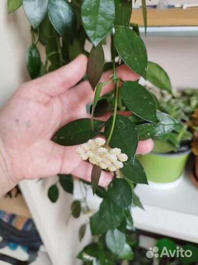 Хойя лакуноза