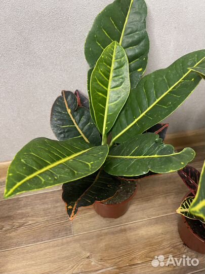 Кодиеум кротон комнатные цветы