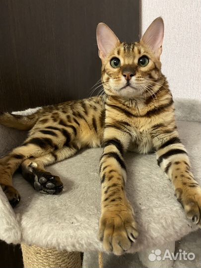 Бенгальский кот