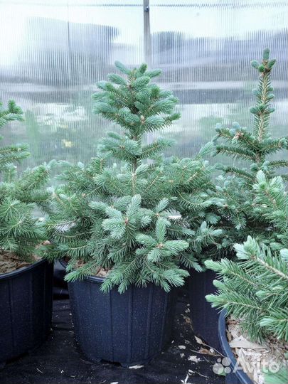 Ель голубая Сан Изабель