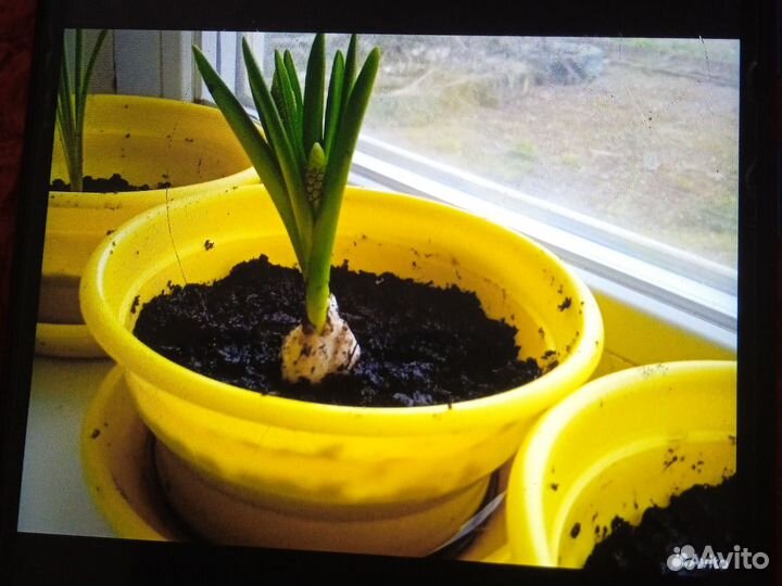 Цветы Мускари