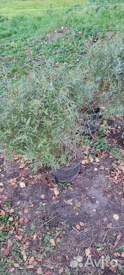 Ива пурпурная нана