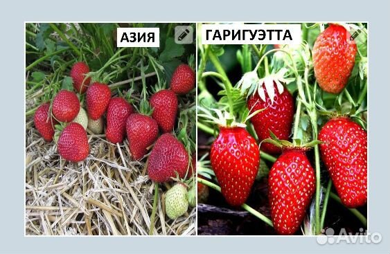 Рассада клубники